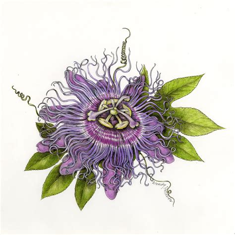 passion fruit flower drawing